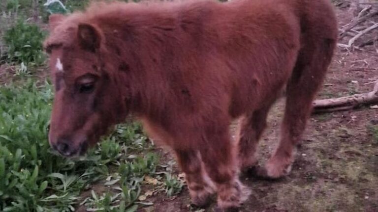 Pony maltrattato salvato dai Carabinieri