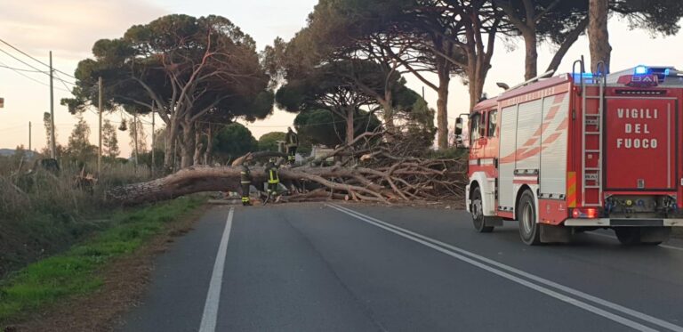 Pini sull’Aurelia, PD: “La perizia sbagliataPini sull’Aurelia, PD: ha lasciato i pericolanti”